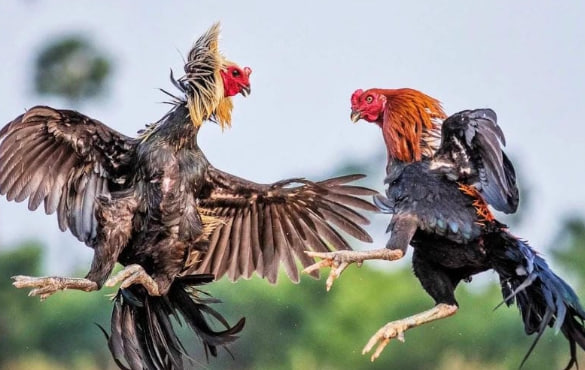 Để tăng tỷ lệ thắng, bạn cần áp dụng các chiến thuật đặt cược phù hợp. 